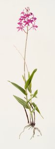 Barkeria skinneri (óleo sobre papel) de Raymond Booth