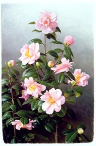 Variedad Camellia Japonica de Raymond Booth