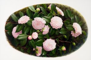 Camelia 