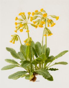 Cowslips (óleo sobre tabla) de Raymond Booth