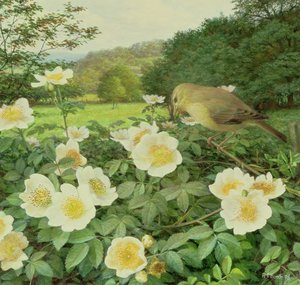 Rosa de campo y curruca sauceda de Raymond Booth