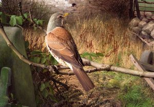 Fieldfares en Eccup, West Yorkshire de Raymond Booth
