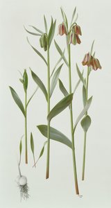 Fritillaria Hermonis Amana de Raymond Booth
