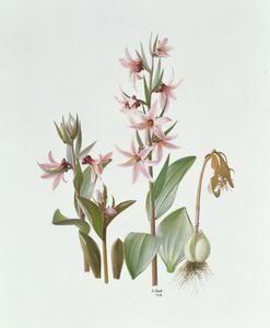 Fritillaria Stenanthera de Raymond Booth