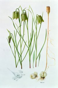 Fritillaria whittallii de Raymond Booth