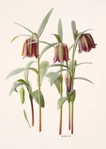 Fritillaria kotschyana de Raymond Booth