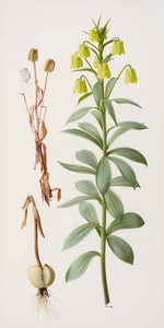 Fritillaria pallidiflora de Raymond Booth