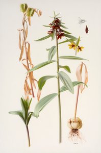 Fritillaria sewerzowii de Raymond Booth