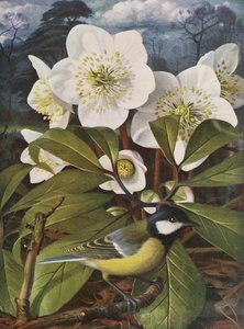 Gran Teta con Rosa de Navidad de Raymond Booth