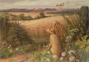 Liebre en el campo de Raymond Booth