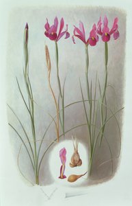 Iris filifolia de Raymond Booth