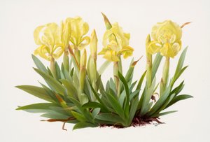 Iris lutescens (óleo sobre papel) de Raymond Booth