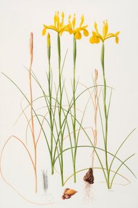 Iris spuria, 2002 (óleo sobre papel) de Raymond Booth