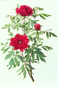 Paeonia arbórea japonesa de Raymond Booth