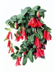 Lapegeria Rosea de Raymond Booth