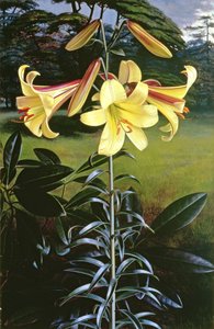Lilium Clarion dorado