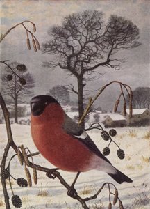 Camachuelo norteño de Raymond Booth