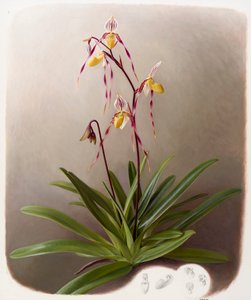 Orquídea de Raymond Booth