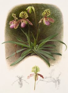 Paphiopedilium henryi (óleo sobre papel) de Raymond Booth
