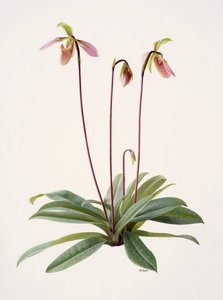 Pophiopedrium appletonianum (óleo sobre papel) de Raymond Booth