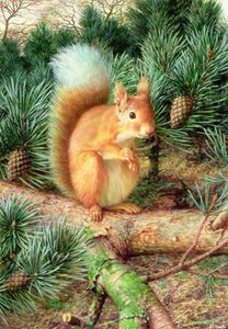 Ardilla roja de Raymond Booth