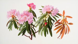 Rododendros de Raymond Booth