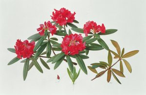Rododendro Microgynum de Raymond Booth