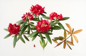 Rhododendron microgynum de Raymond Booth