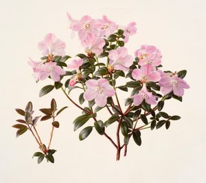 Rhododendron moupinense pink-flowered (óleo sobre papel) de Raymond Booth