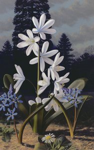 Scillas (óleo sobre tabla) de Raymond Booth