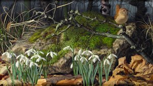 Campanillas de invierno y chochín de Raymond Booth