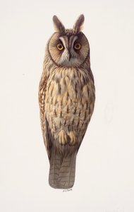 Estudio de un búho chico (óleo sobre papel) de Raymond Booth