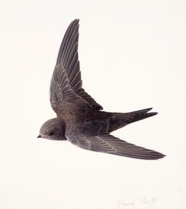 Estudio de un joven vencejo en vuelo (óleo sobre papel) de Raymond Booth