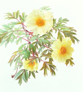 Paeonia arbórea 