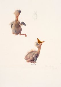 Dos estudios de un polluelo de mirlo de Raymond Booth