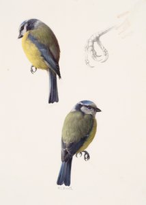 Dos estudios de un herrerillo común (óleo sobre papel) de Raymond Booth
