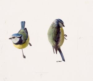 Dos estudios de un herrerillo común (óleo sobre papel)