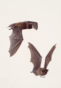 Dos estudios de un murciélago pipistrelle (óleo sobre papel) de Raymond Booth