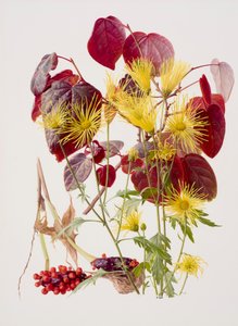 Ukon tachibana (óleo sobre papel) de Raymond Booth