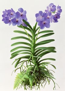Vanda Rothschildiana de Raymond Booth