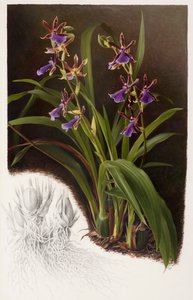 Zygopetalum híbrido