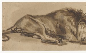 Estudio de un león dormido de Rembrandt van Rijn (copy after)