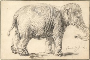 Un elefante, 1637 de Rembrandt van Rijn