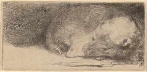 Cachorro durmiendo