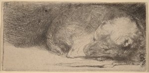 Cachorro durmiendo de Rembrandt van Rijn