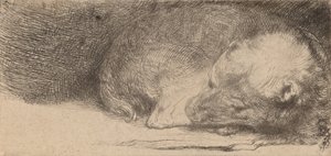 Cachorro durmiendo de Rembrandt van Rijn