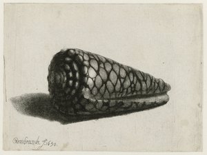 La Concha (Conus marmoreus) La cáscara de Rembrandt van Rijn