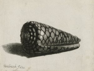 La concha (Conus marmoreus) (1650) de Rembrandt van Rijn