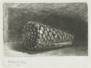 La cáscara de Rembrandt van Rijn