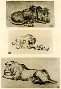 Tres estudios de leones de Rembrandt van Rijn